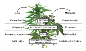 MPW Cannabis Uses 1